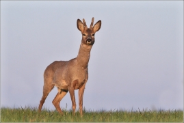 <p>SRNEC OBECNÝ (Capreolus capreolus) Šluknovsko - Jiříkov (European roe deer / Europäisches Reh</p>
